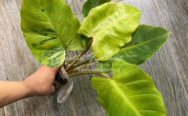 Philodendron Jungle Fever variegated (T02) = philodendron Loa Spot variegated 60-80