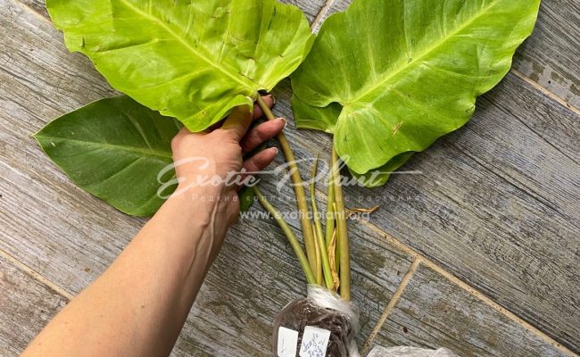 Philodendron Jungle Fever variegated (T02) = philodendron Loa Spot variegated 60-80 #1
