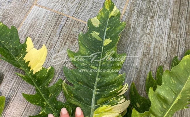 Philodendron Ring of Fire 50