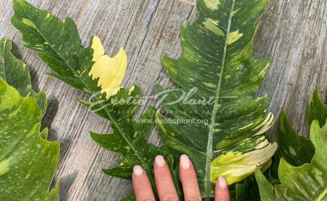 Philodendron Ring of Fire 50