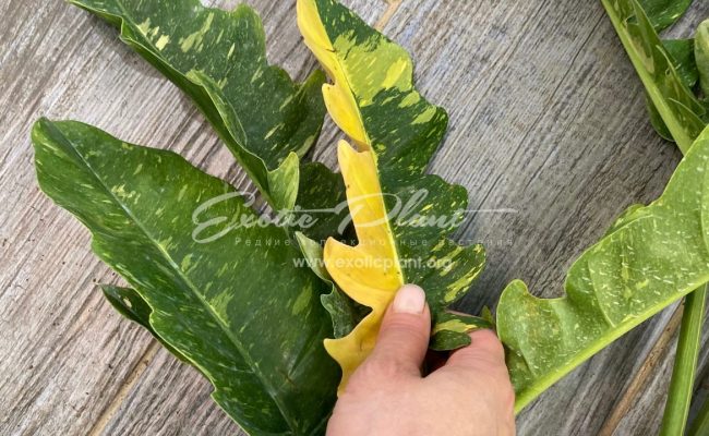 Philodendron Ring of Fire 50