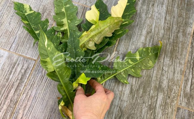 Philodendron Ring of Fire 50