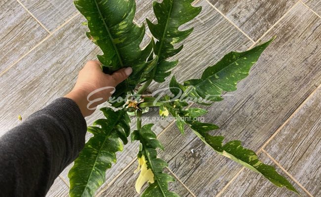 Philodendron Ring of Fire 50