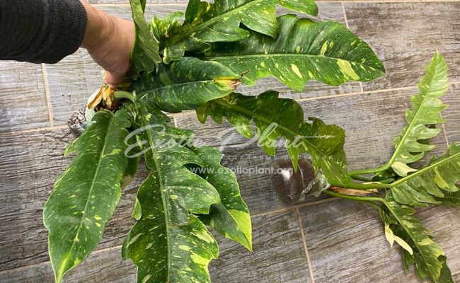 Philodendron Ring of Fire 50