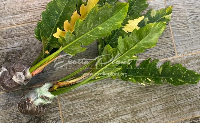 Philodendron Ring of Fire 50