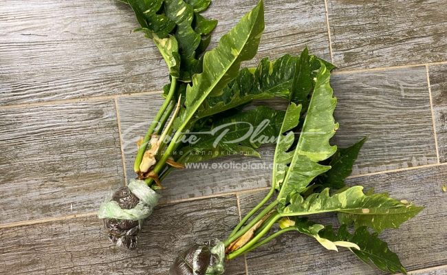 Philodendron Ring of Fire 50