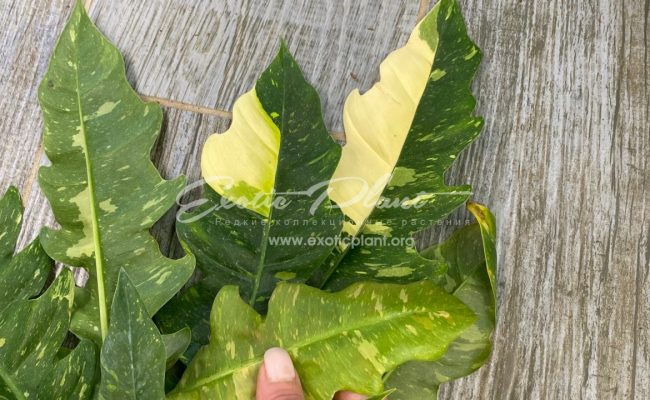 Philodendron Ring of Fire 50