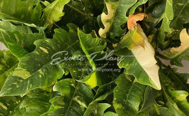 Philodendron Ring of Fire