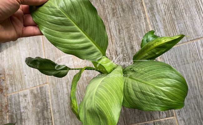 Spathiphyllum blandum Spilt Milk 50