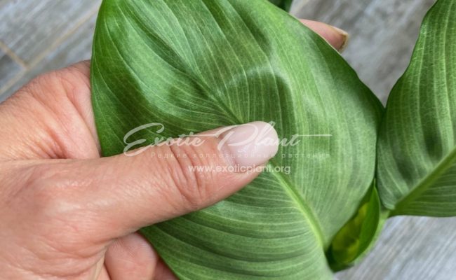 Spathiphyllum blandum Spilt Milk 50