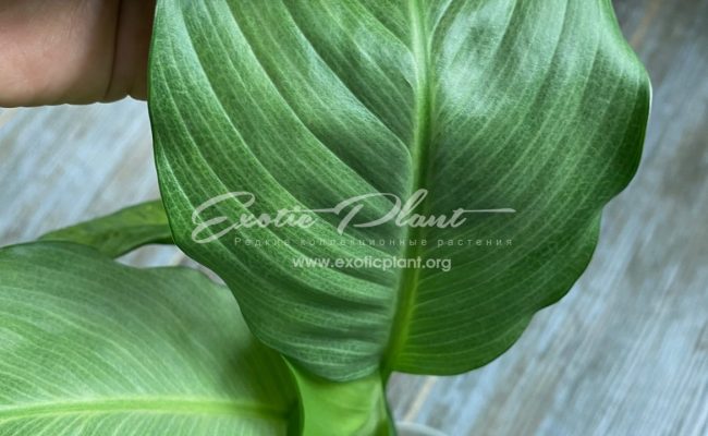 Spathiphyllum blandum Spilt Milk 50