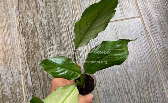 Spathiphyllum blandum ‘Spilt Milk’ narrow leave clone 25