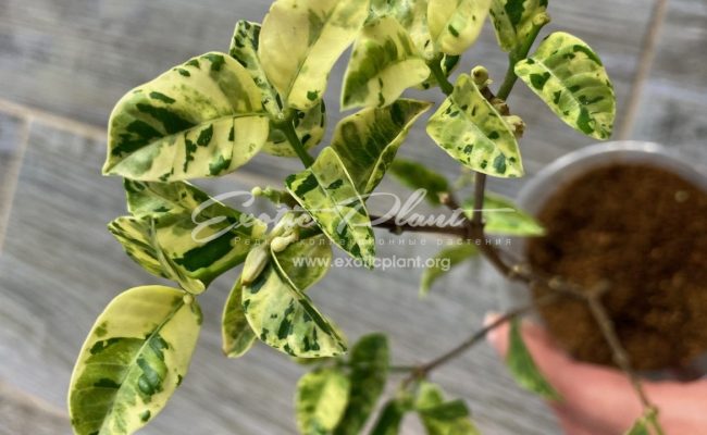 Wrightia antidysenterica variegated #1 100