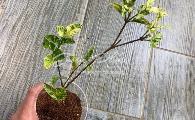 Wrightia antidysenterica variegated #1 100