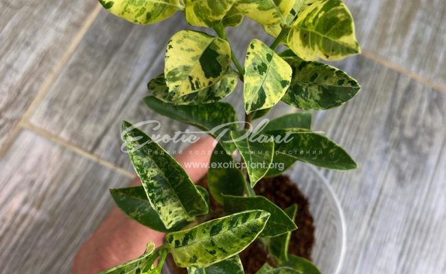 Wrightia antidysenterica variegated #2 100