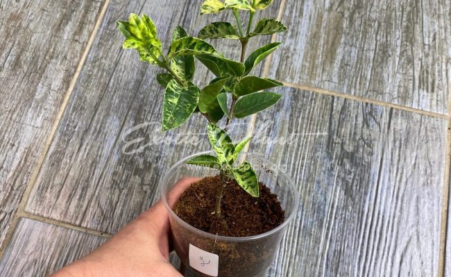 Wrightia antidysenterica variegated #2 100