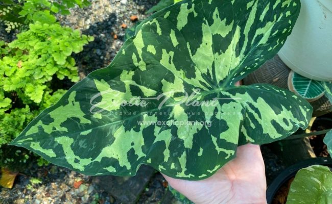 Xanthocaladium Hilo Beauty