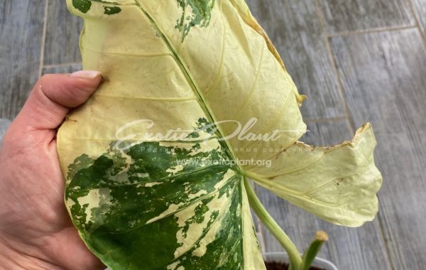 alocasia sp white variegated / алоказия сп вайт вариегатед, белая вариегатность 50