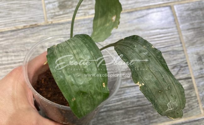 aspidistra (S02) dwarf form Silver Metal 40