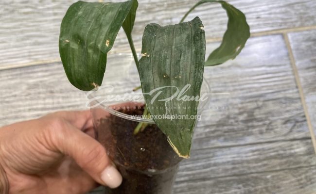 aspidistra (S02) dwarf form Silver Metal 40