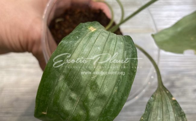 aspidistra (S02) dwarf form Silver Metal 40