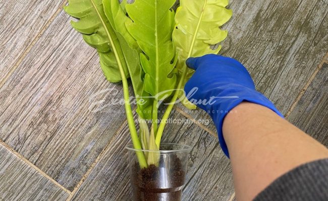philodendron Golden Dragon 80-100