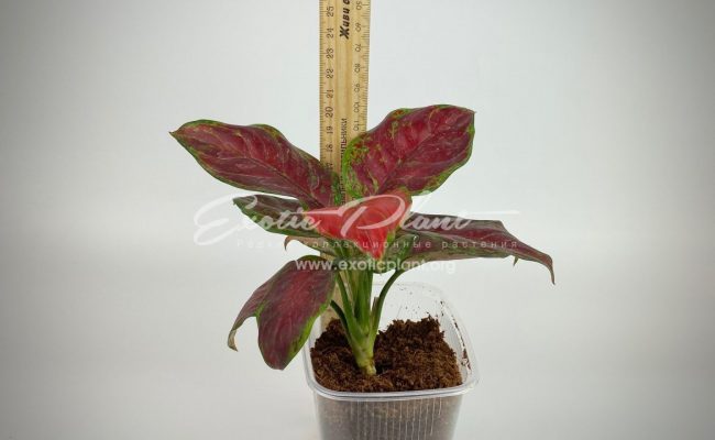 Aglaonema Black Unyamanee 35