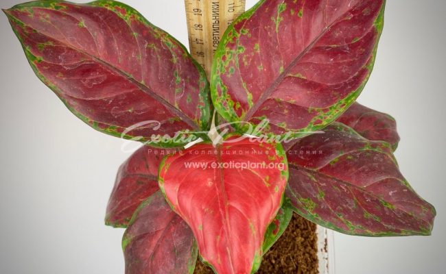 Aglaonema Black Unyamanee 35