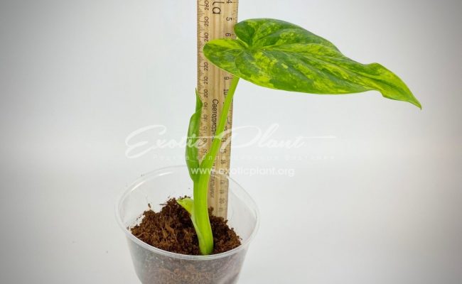 Alocasia cucullata variegated 20