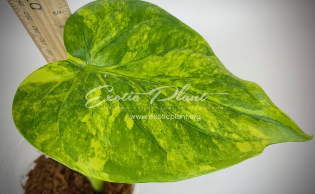 Alocasia cucullata variegated 20