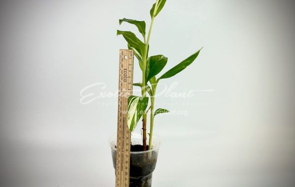 Alpinia vittata variegated 1200