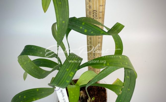 Aspidistra sp.(T09) Blue Sky 14
