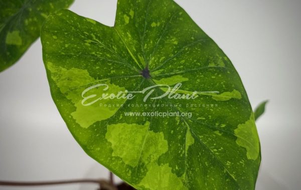 Colocasia esculenta variegata 35 = Colocasia sp.(T01) variegated 35