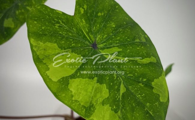 Colocasia esculenta variegata 35 = Colocasia sp.(T01) variegated 35