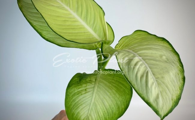 Dieffenbachia Full Moon 25