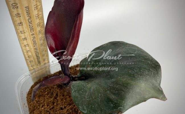 Philodendron Black Cardinal Twist 45
