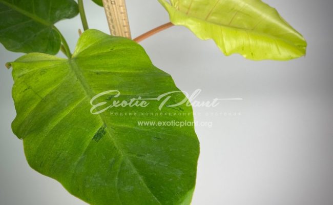 Philodendron Jungle Fever variegated (T02) = philodendron Loa Spot variegated#1 80