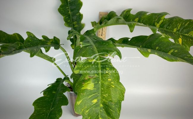Philodendron Ring of Fire#1 50