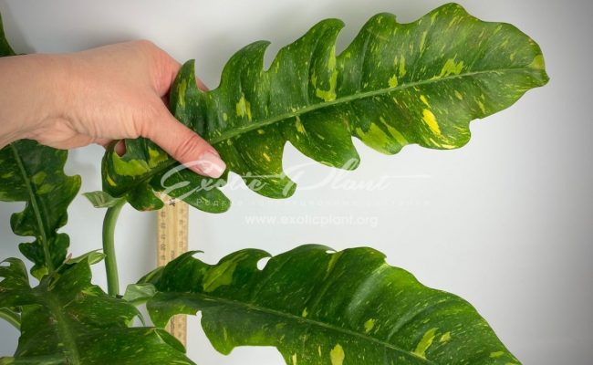 Philodendron Ring of Fire#1 50