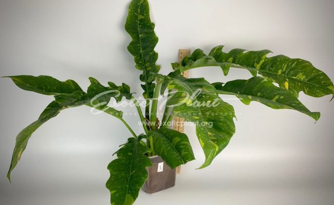 Philodendron Ring of Fire#1 50