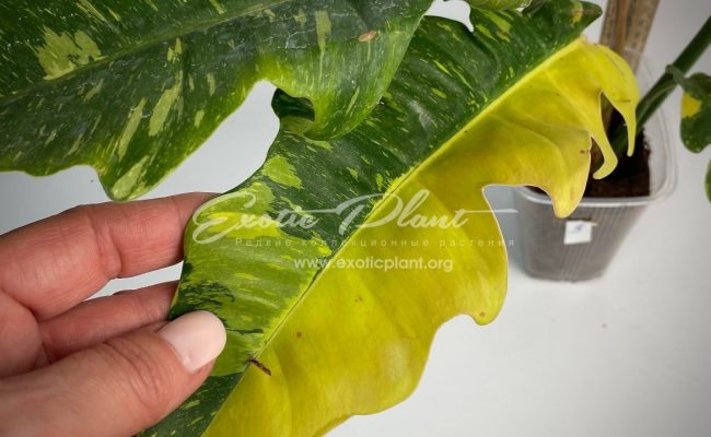Philodendron Ring of Fire#3 50