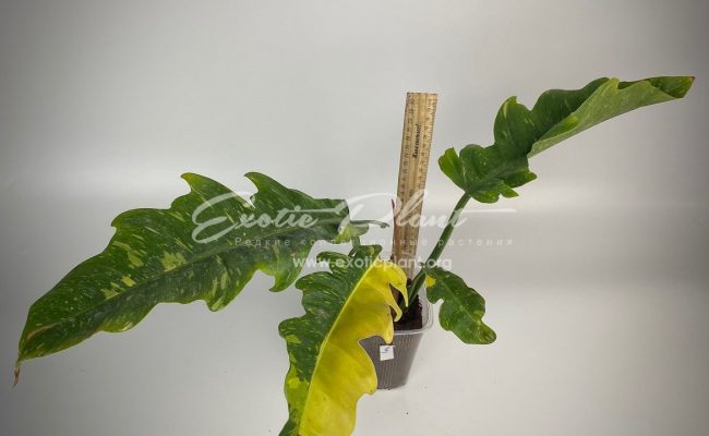 Philodendron Ring of Fire#3 50