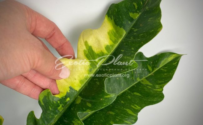 Philodendron Ring of Fire#4 50