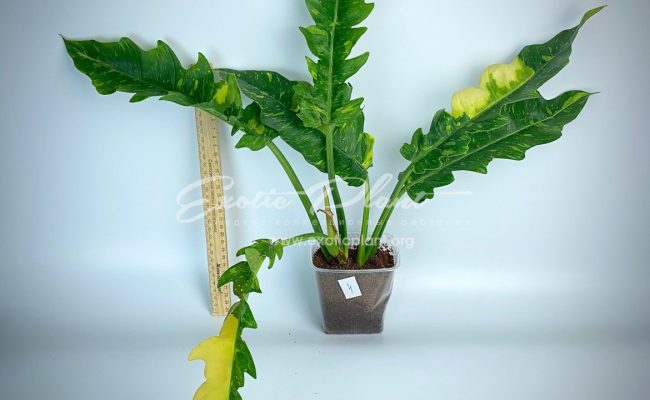Philodendron Ring of Fire#4 50