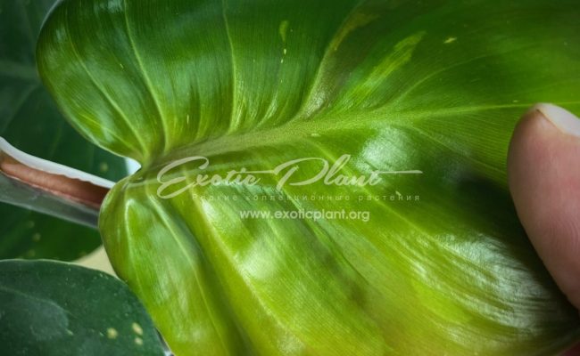 Philodendron White Knight 40-60