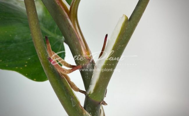 Philodendron White Knight 40-60