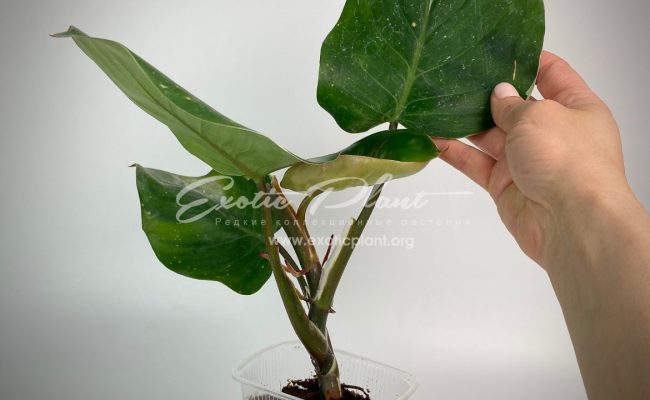 Philodendron White Knight 40-60
