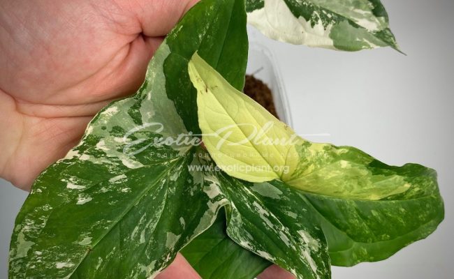 Syngonium albo-variegatum7-9