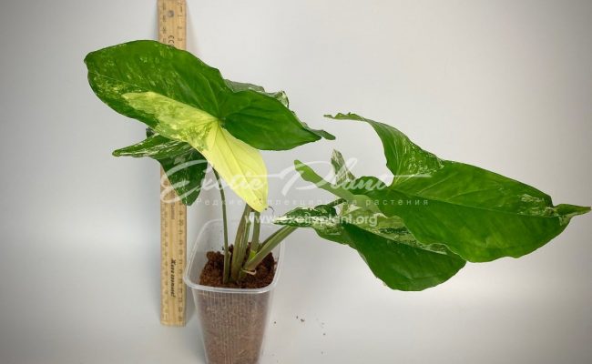 Syngonium albo-variegatum7-9