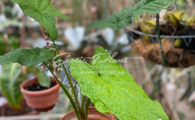 Syngonium sp.(T06) Australia sample